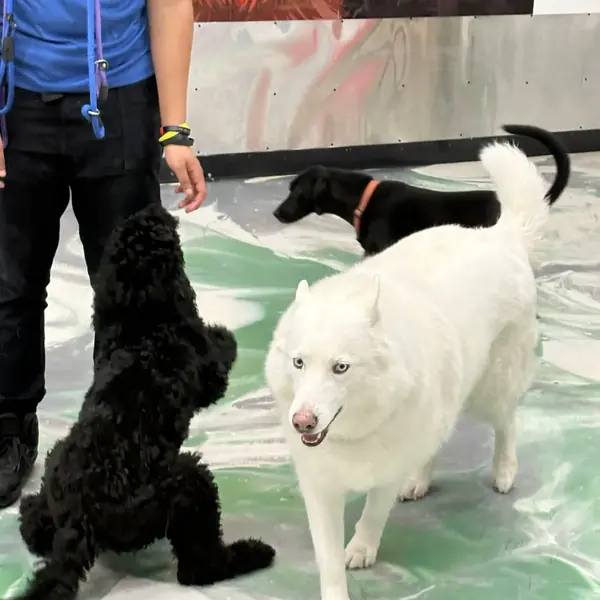 Supervised group play at K9 Rox Club Las Vegas